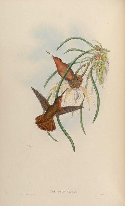 Grypus spixi door John Gould